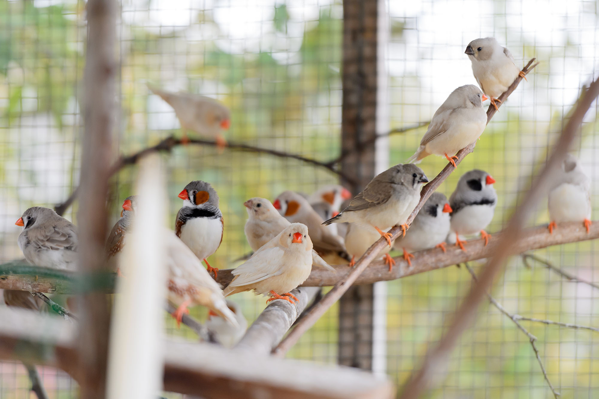 birds at calcutt cattery